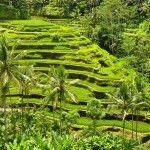 Tegallalang, indonesia