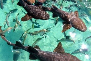 Cayo Caulker Cayo Caulker