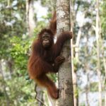 Tanjung Puting