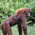 viaje-a-indonesia-46