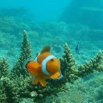 snorkel