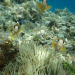 snorkel2
