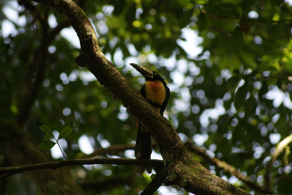 Tucán Tikal Tucán Tikal