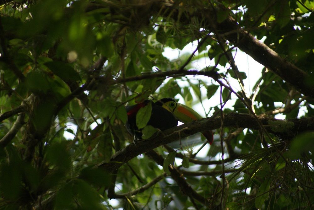 Tucán Tikal Tucán Tikal