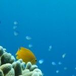 snorkel