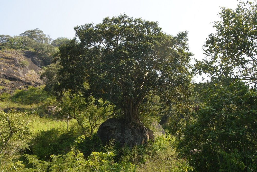 Hurulu Eco Park Hurulu Eco Park