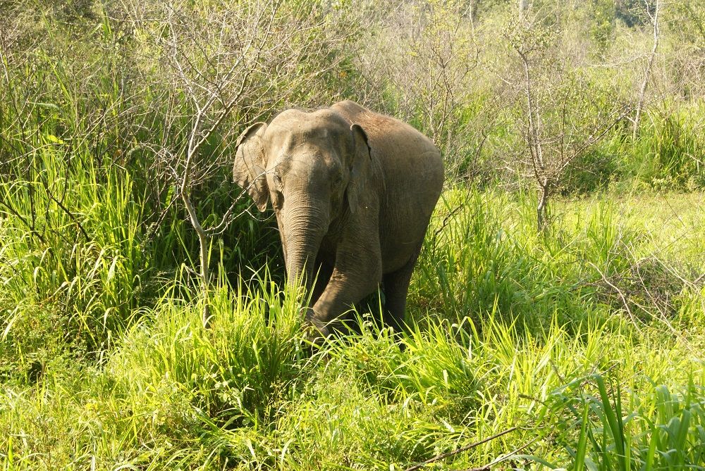 Hurulu Eco Park Hurulu Eco Park