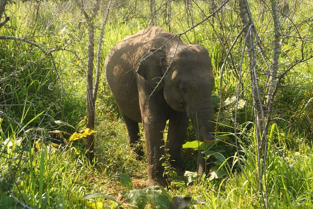 Hurulu Eco Park Hurulu Eco Park