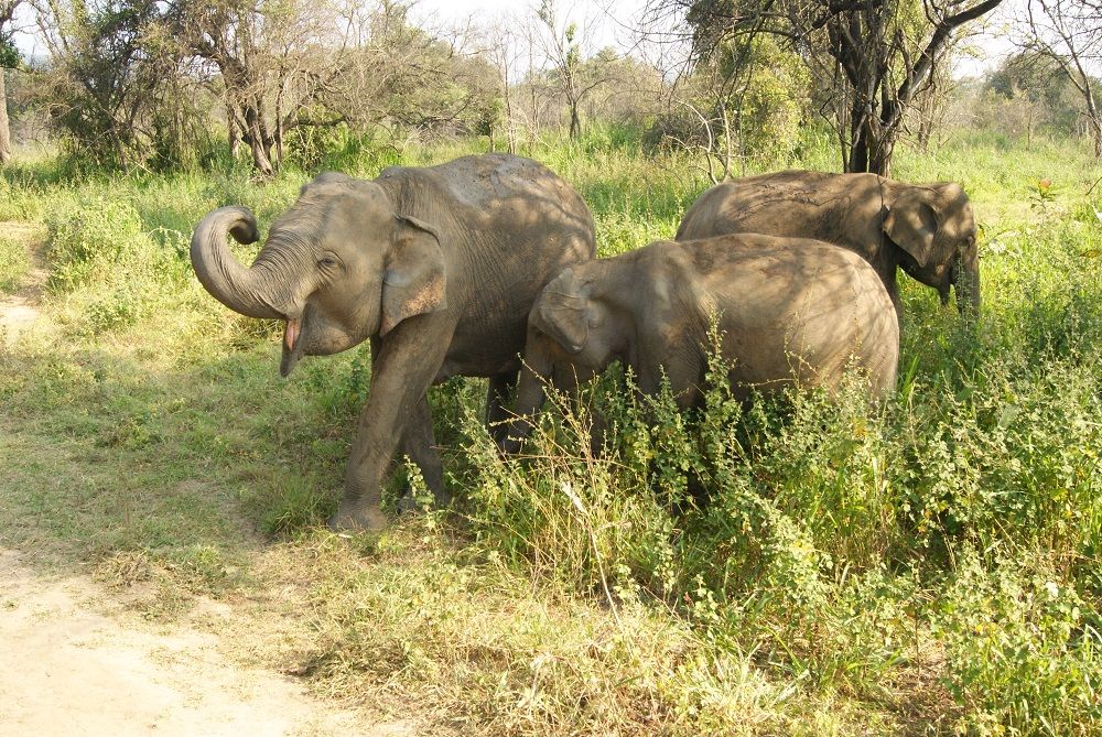 Hurulu Eco Park Hurulu Eco Park
